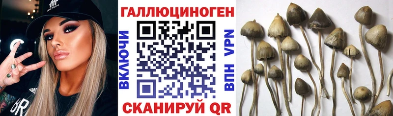 Галлюциногенные грибы Psilocybine cubensis  Петровск-Забайкальский 